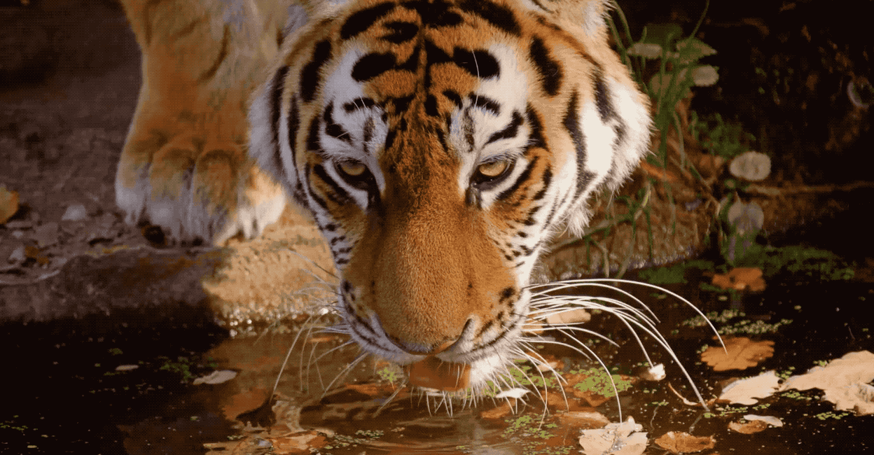 tiger drinking water gif cover image