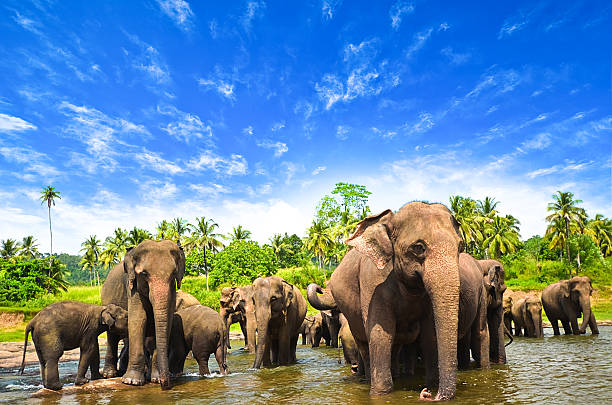 Elephants crossing a stream of water