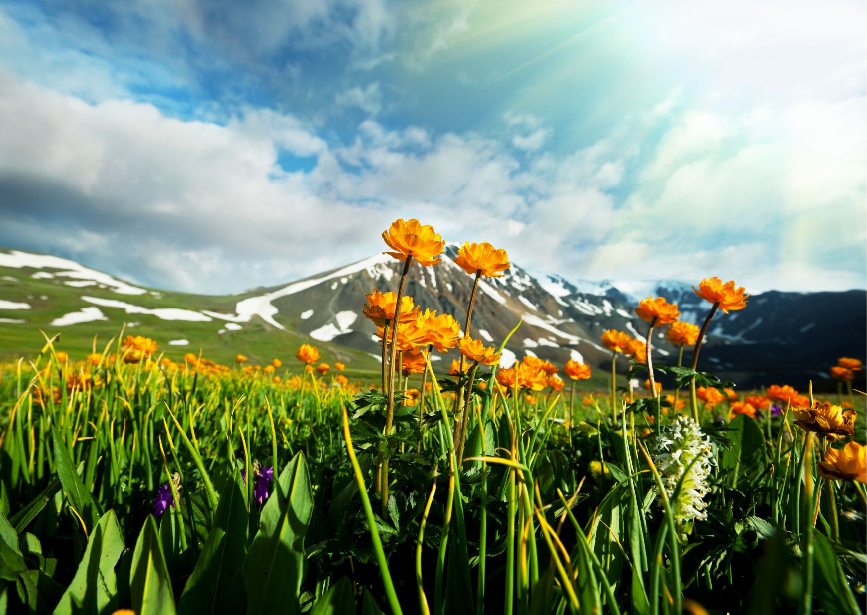 Nubra Valley ladakh valley of flowers