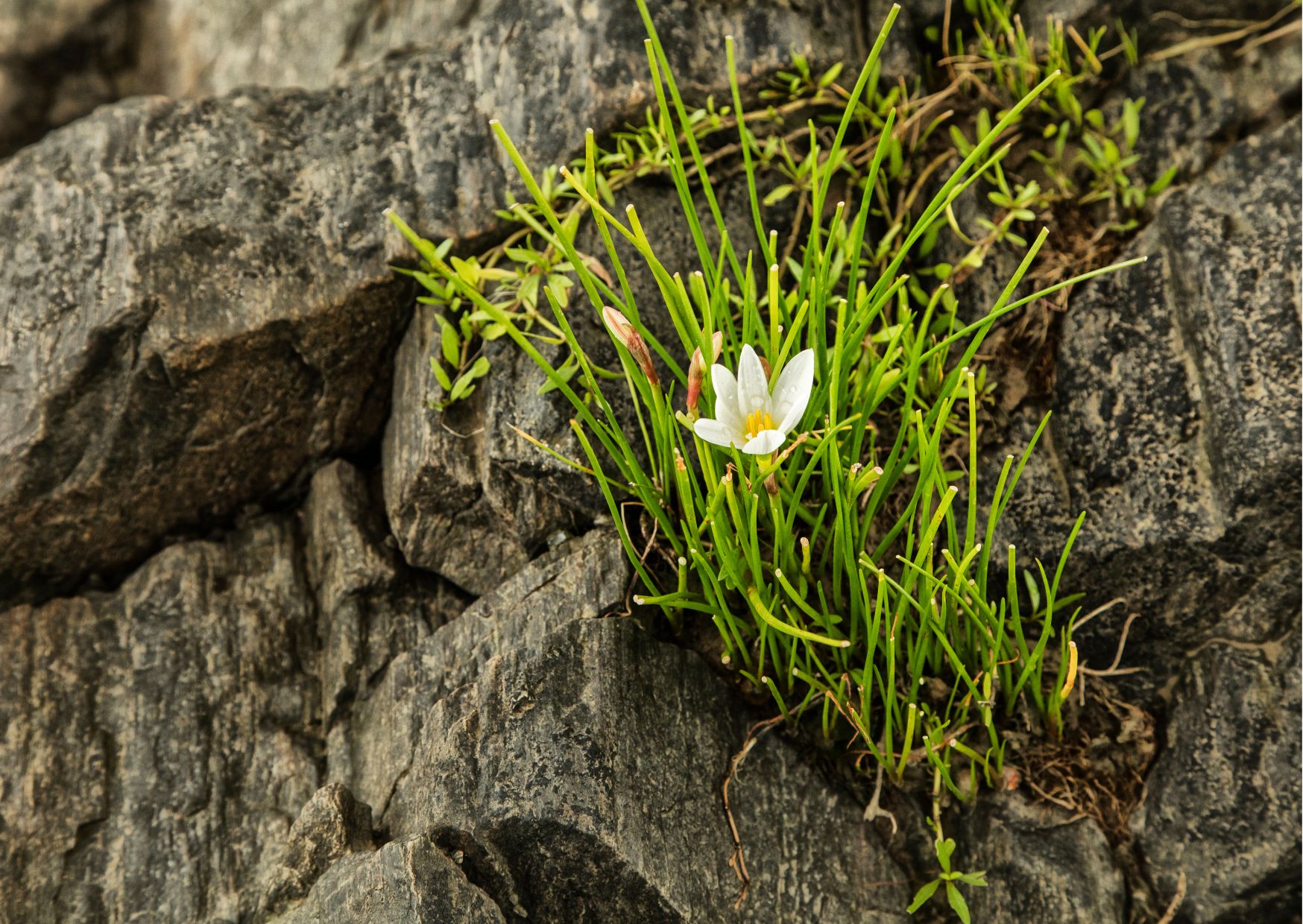 nubra valley ladakh flower growing on rock