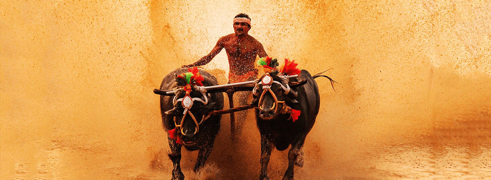 kambala annual buffalow race festival karnataka